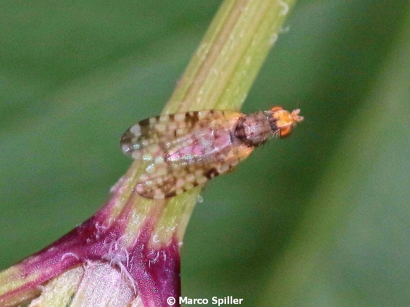 Tephritidae: cfr. Campiglossa sp.